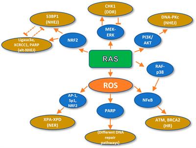 The Influence of Oncogenic RAS on Chemotherapy and Radiotherapy Resistance Through DNA Repair Pathways